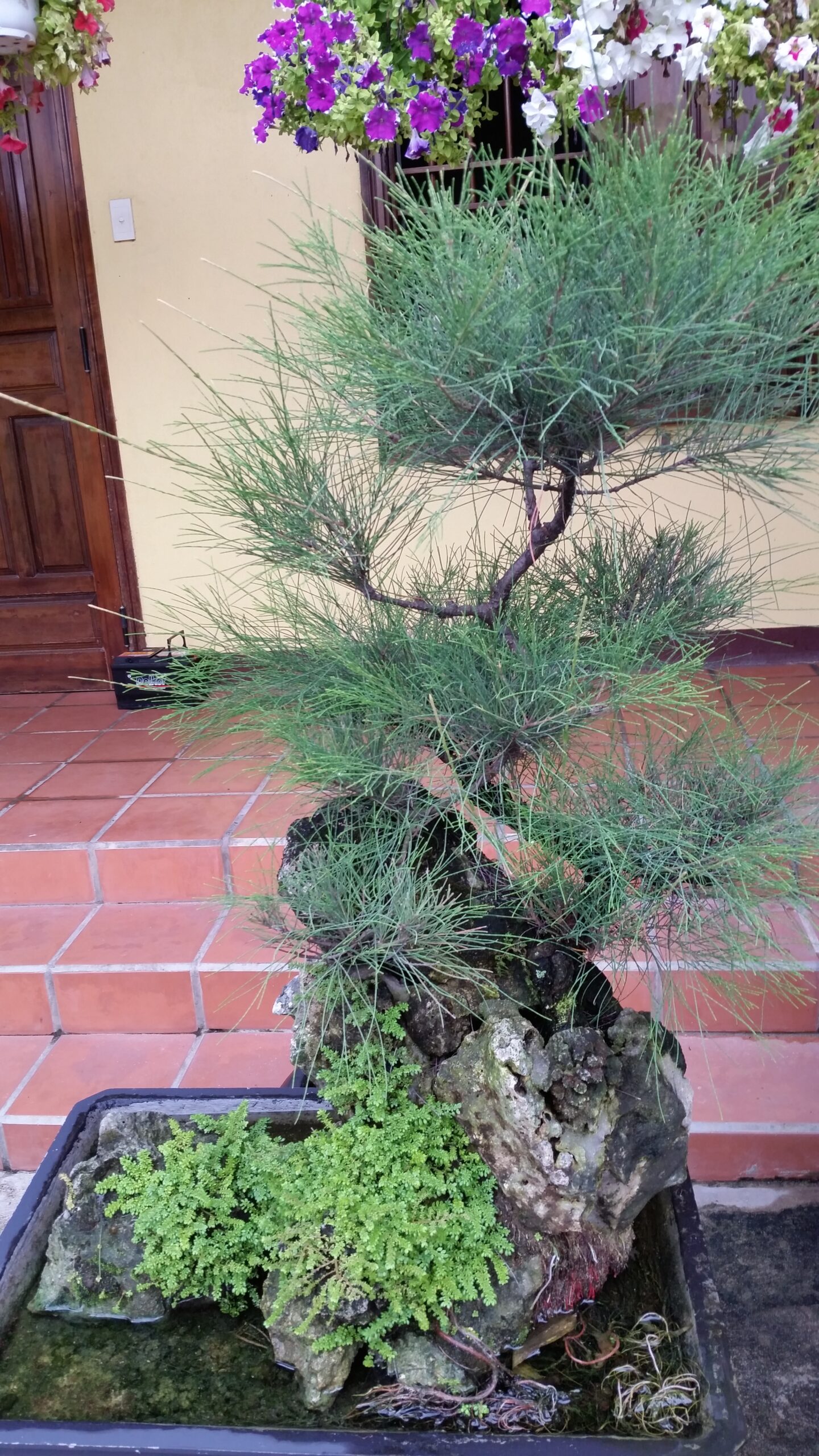 Bonsai tree with flowers in background.