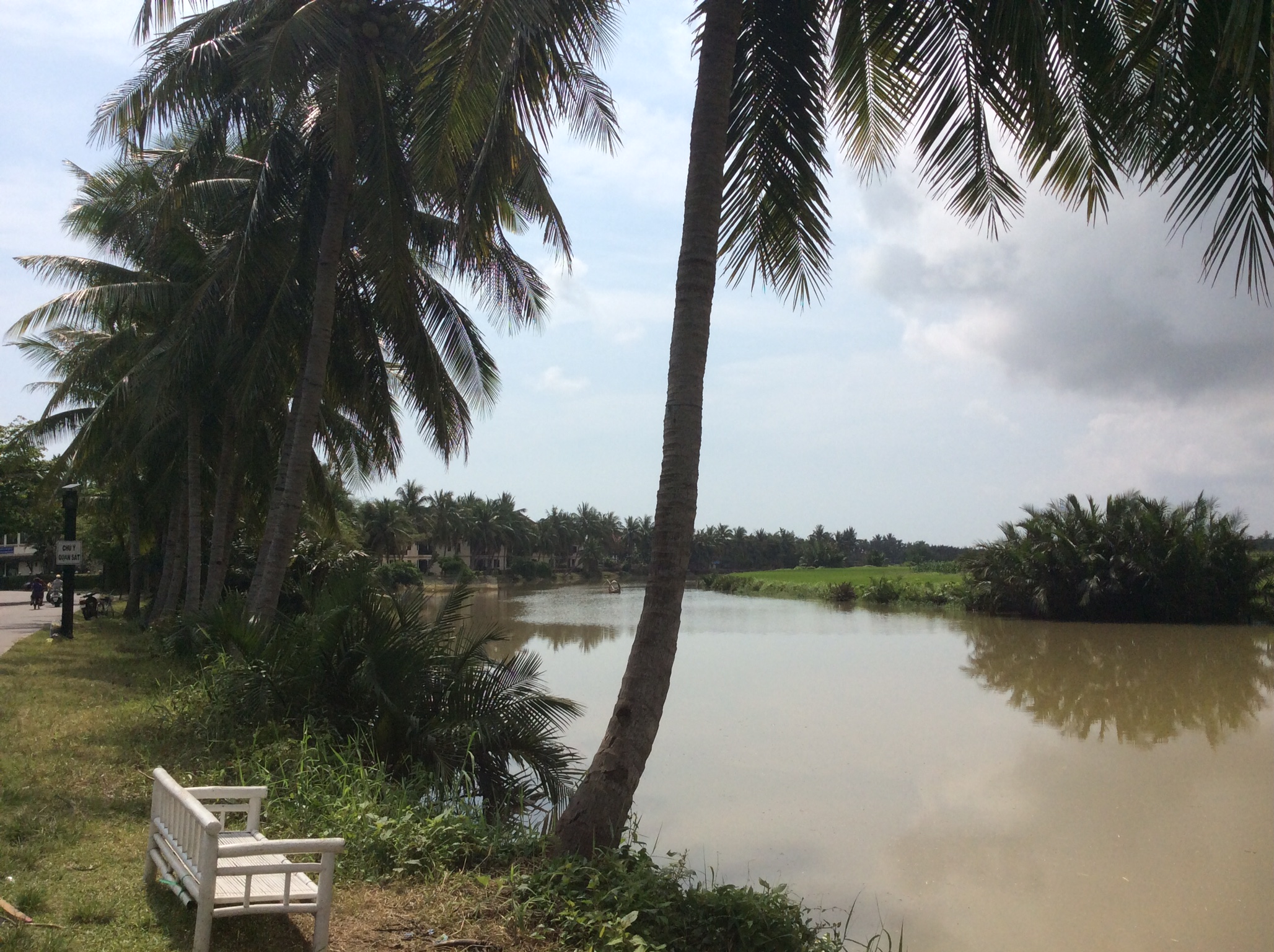 Riverbank with palm trees and bench.