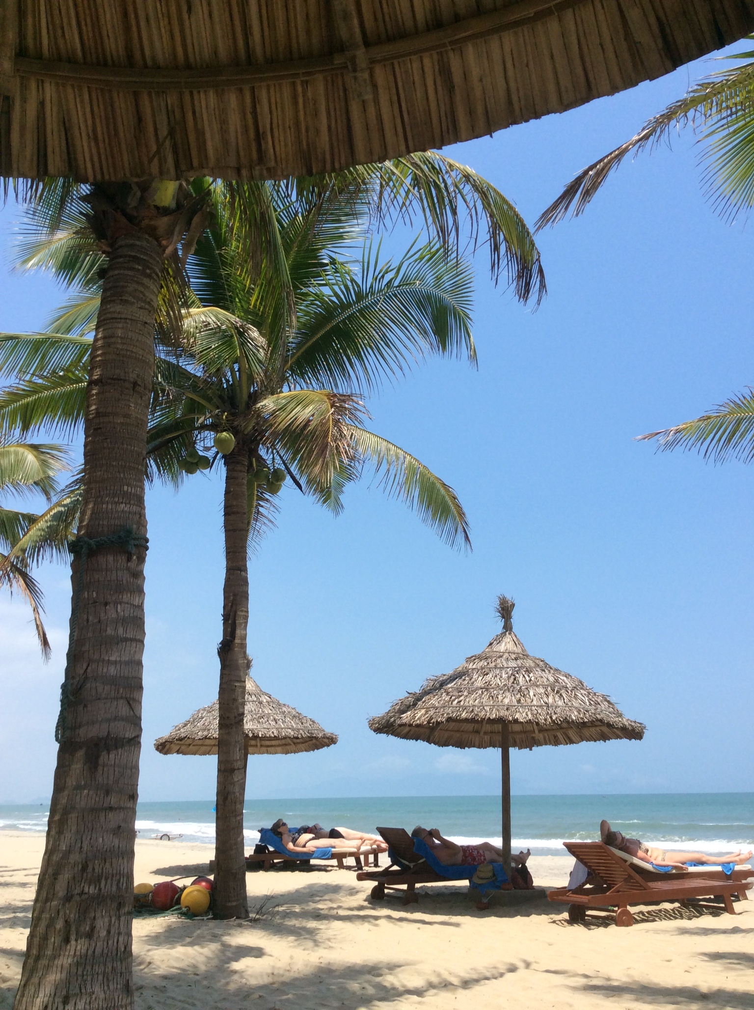 Beach scene with palm trees and umbrellas.