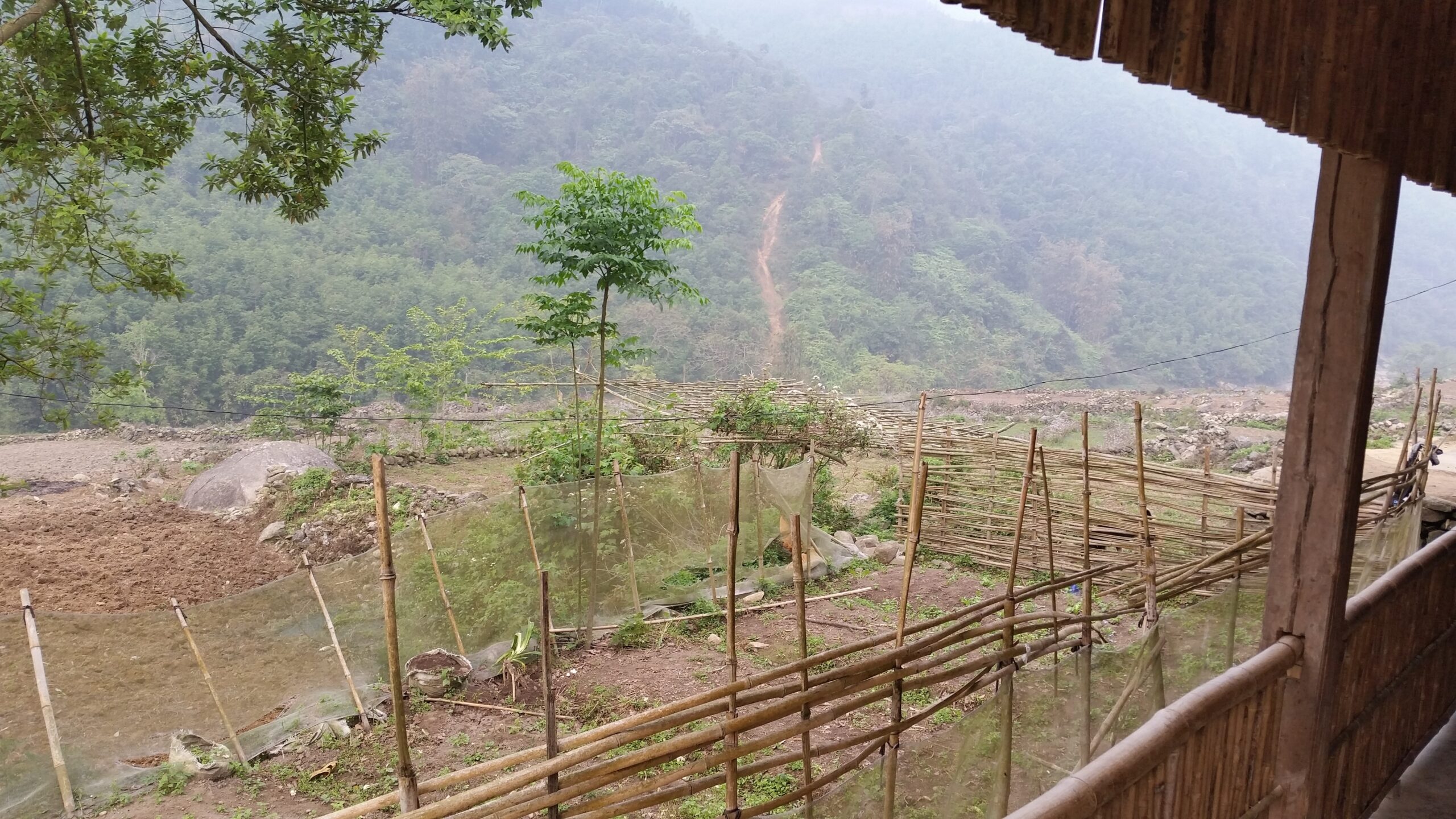 Misty hillside view with bamboo fence.