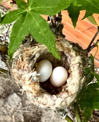 Bird nest with two white eggs.