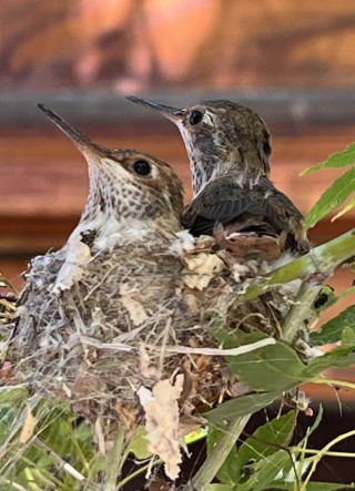 Two hummingbirds in a nest.