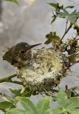 Hummingbird perched on nest in a tree.