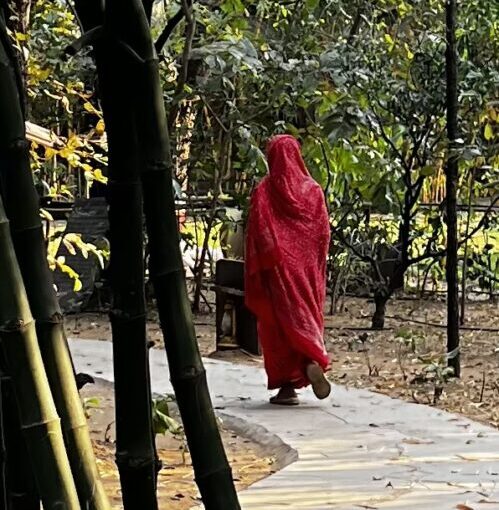 Person in red walking through bamboo path.