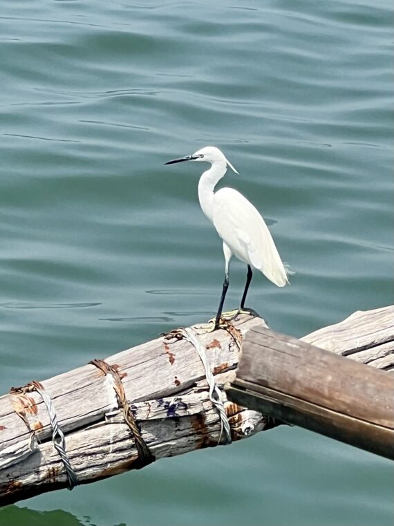 White bird standing on wooden logs.